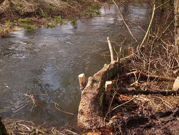The seized southern bluefin tuna and lobster pot. Image: DEPI VIC